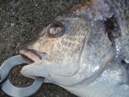 やっと釣れた‼前は⁇A long time ago‼